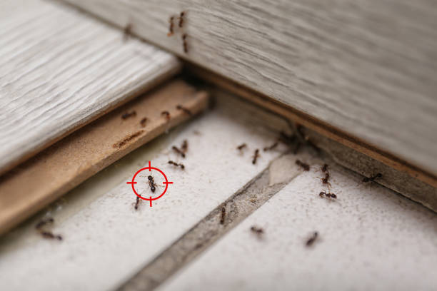 Best Best Pest Control Companies  in Red Corral, CA