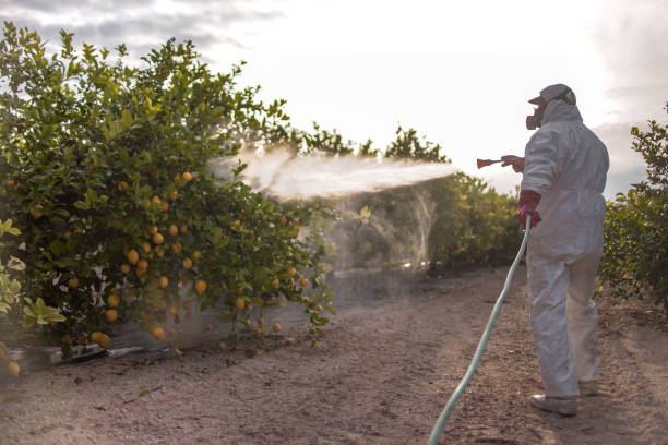 Wasp Removal Services in Red Corral, CA