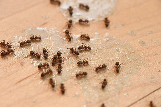 Trusted Red Corral, CA Pest Control Experts
