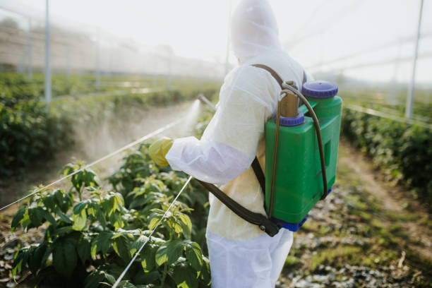 Best Wasp Removal Services  in Red Corral, CA
